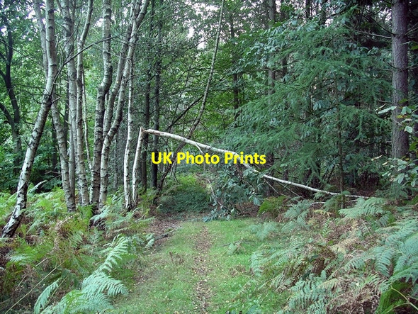 Photo 6"x4" Broken birch Lidgett c2006