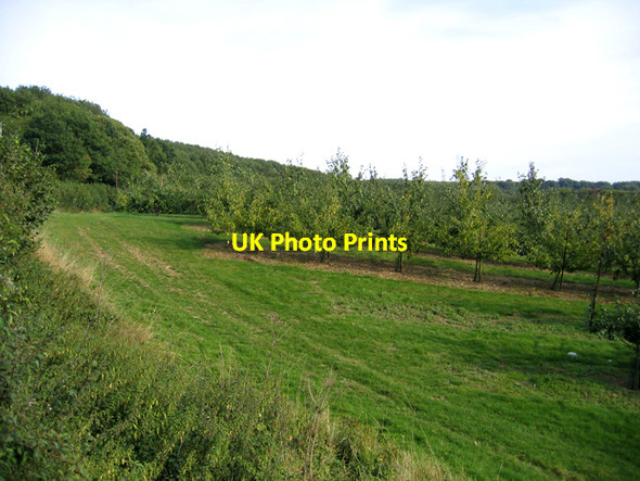 Photo 6"x4" Orchard from The Hurst, Plaxtol, Kent Claygate Cross c2006
