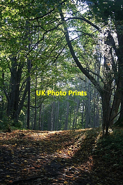 Photo 6"x4" Castlehill Wood Fochabers c2006