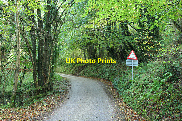 Photo 6"x4" Cruwys Morchard: lane by Penn Coppice Puddington\/SS8310 c2006