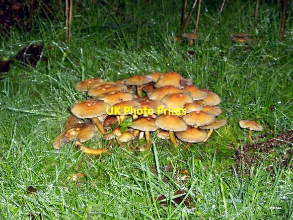 Photo 6"x4" Fungi on West Down, near Chilbolton Chilbolton c2006