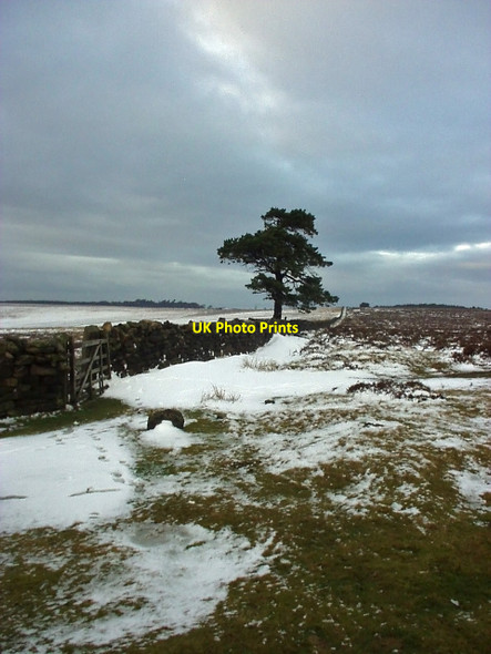 Photo 6"x4" Lone tree on Shooting House Rigg, Fylingdales Moor Sneatonthorpe c2004