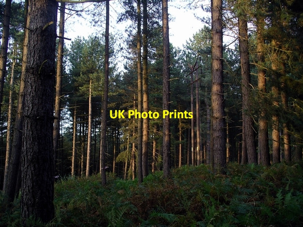 Photo 6"x4" Sunlit Pines Kings Clipstone c2006
