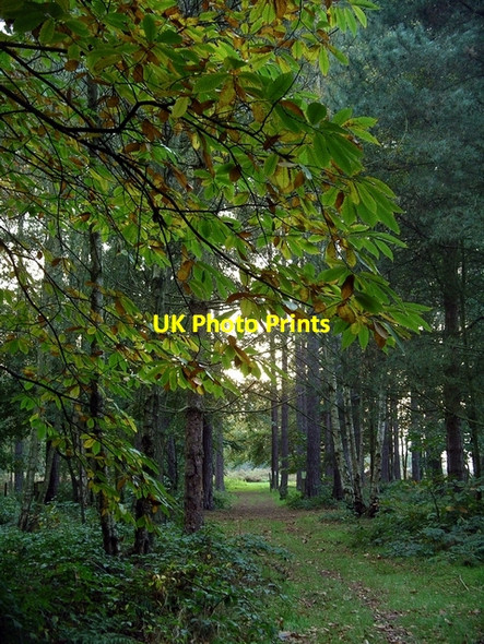 Photo 6"x4" Sweet chestnut & path, Sherwood Pines Kings Clipstone c2006