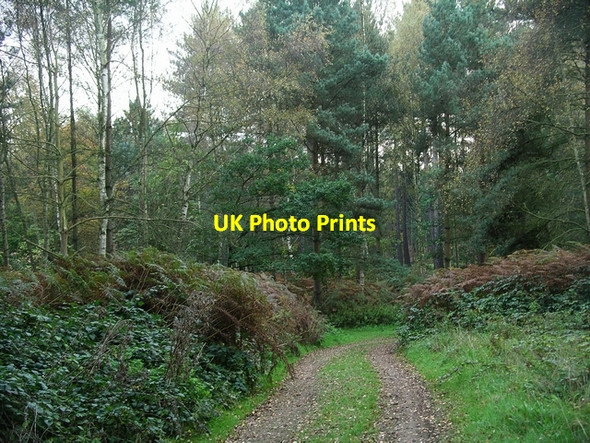 Photo 6"x4" Woodland path Kings Clipstone c2006