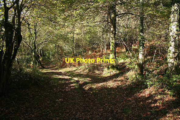 Photo 6"x4" Loxhore: Smythapark Wood Bratton Fleming c2006