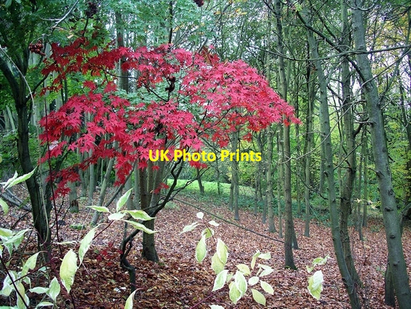 Photo 6"x4" Japanese maple, Shipley Country Park Heanor c2006