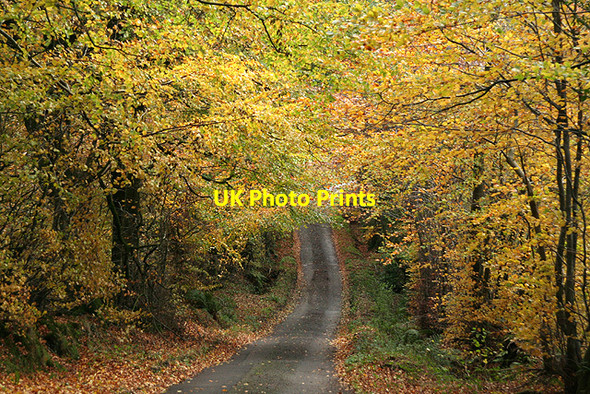 Photo 6"x4" Buckland St Mary: near Beeches Farm Feltham\/ST2317 c2006