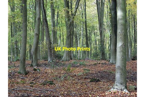 Photo 6"x4" West Woods Clench Common c2006