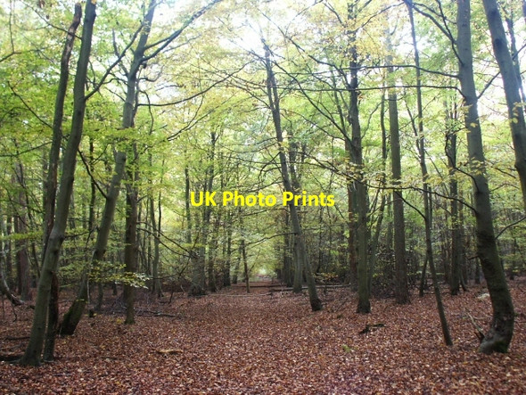 Photo 6"x4" Track, Two Mile Bottom Santon Downham c2006