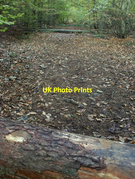 Photo 6"x4" Track, Two Mile Bottom Santon Downham c2006 P1