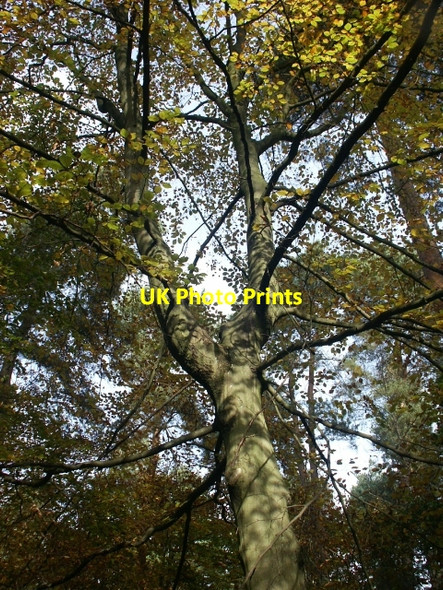 Photo 6"x4" Autumn sunlight and beech tree Santon Downham c2006