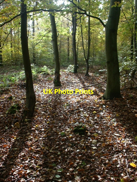 Photo 6"x4" Sunlit beech woodland, Two Mile Bottom Santon Downham c2006