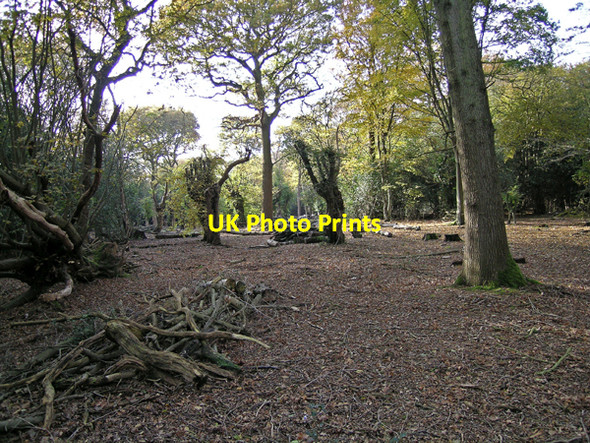 Photo 6"x4" The Wooded Gernon Bushes Coopersale Common c2006