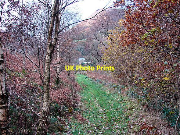 Photo 6"x4" Path in Cwm Rheidol Ystumtuen c2006