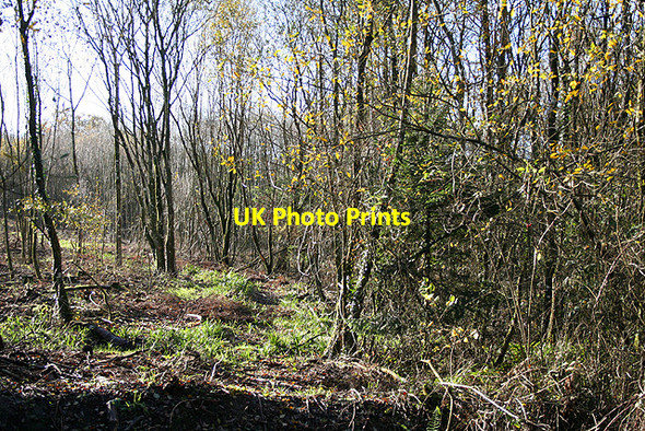Photo 6"x4" Staple Fitzpaine: Staple Park Wood Feltham\/ST2317 c2006