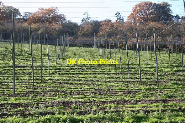 Photo 6"x4" Hop Poles, Risbury Risbury\/SO5555 c2006