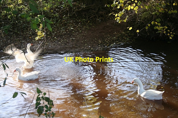 Photo 6"x4" Geese on the Humber Brook, Risbury Risbury\/SO5555 c2006