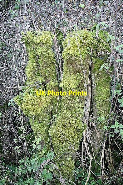 Photo 6"x4" Moss Covered Stumps Humber\/SO5356 c2006