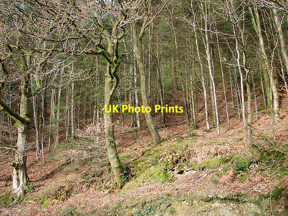 Photo 6"x4" Coed Glyn-Hafren Glynhafren c2006