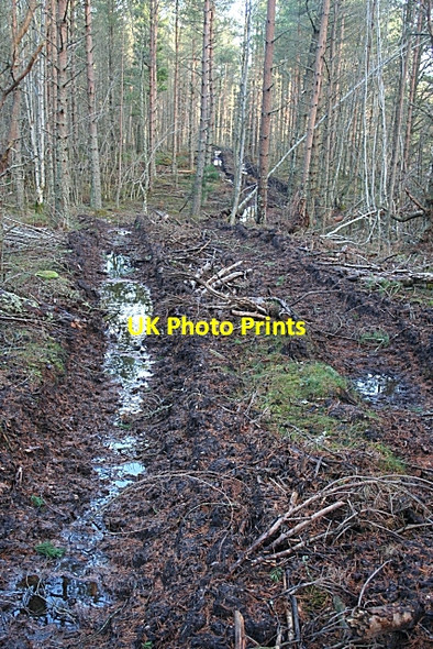 Photo 6"x4" Forest Operation Orton\/NJ3153 c2006