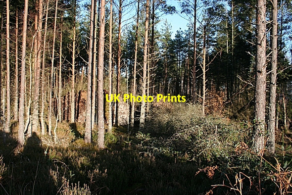Photo 6"x4" Fallen Trees Orton\/NJ3153 c2006