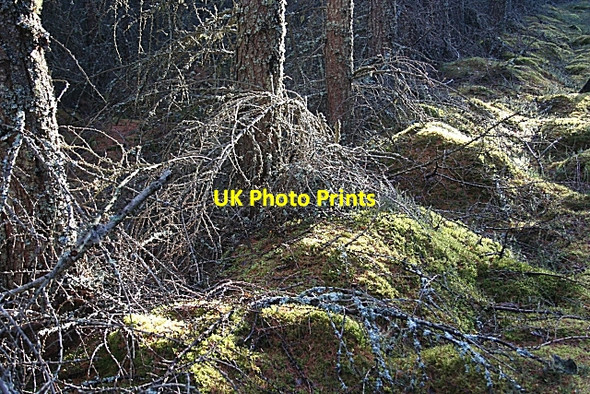 Photo 6"x4" Forest Floor Orton\/NJ3153 c2006