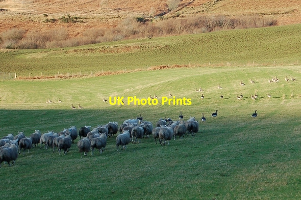 Photo 6"x4" Greylag Geese in Glen Drynoch Drynoch c2006