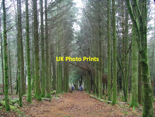 Photo 6"x4" Steep path, Woodcockair Brydekirk c2006