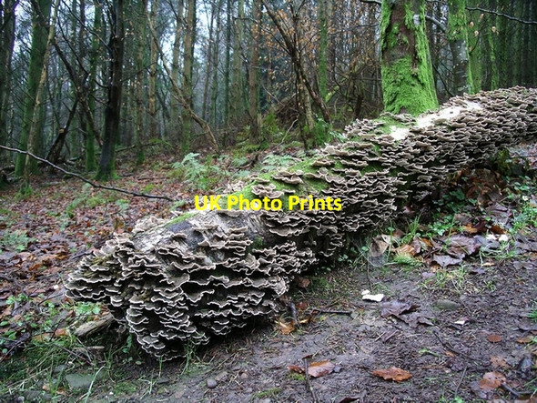 Photo 6"x4" Fallen silver birch with fungi Brydekirk c2006