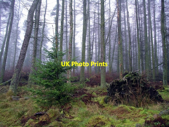 Photo 6"x4" Next year's Christmas tree? Brydekirk c2006