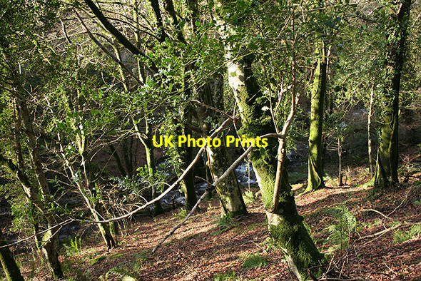 Photo 6"x4" Dulverton: Looseall Wood Dulverton c2007