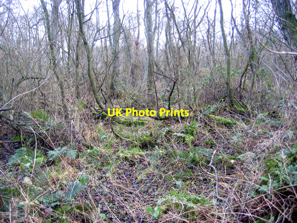 Photo 6"x4" Carr woodland on fen peat, Alderfen Broad, Norfolk Irstead Street c2007