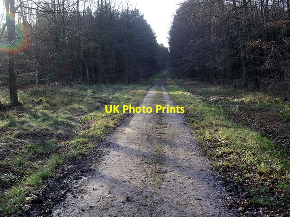 Photo 6"x4" Track, Morning Springs wood Greasley\/SK4947 c2007