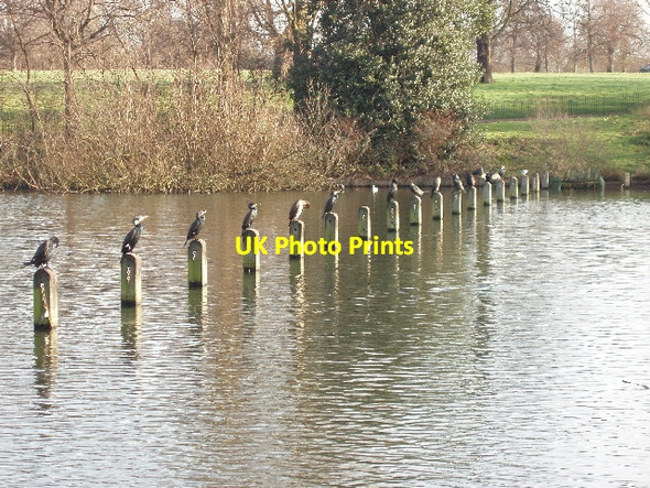 Photo 6"x4" Cormorants at The Serpentine, Hyde Park Paddington\/TQ2681 c2007