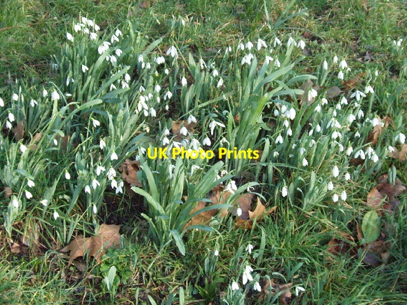 Photo 6"x4" Early snowdrops in Hyde Park Westminster c2007