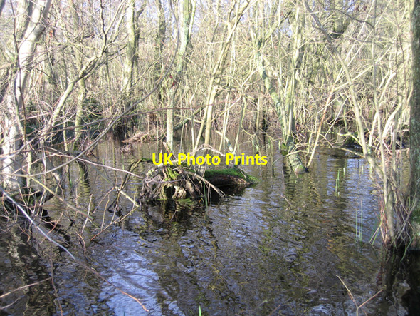 Photo 6"x4" Alder swamp, Broad Fen, Dilham, Norfolk Dilham c2007