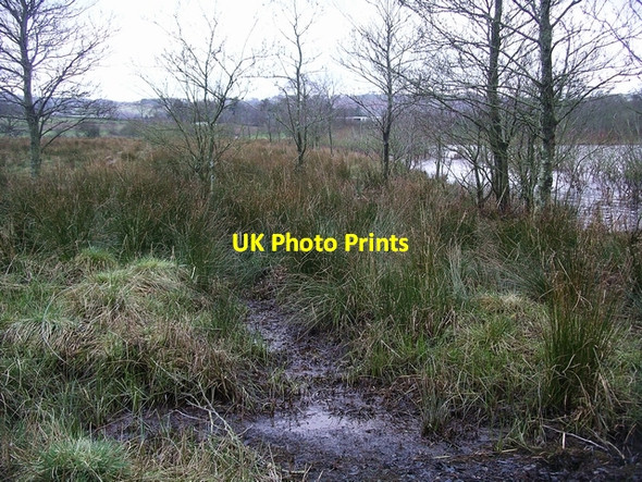 Photo 6"x4" Bog, Castle Loch Lochmaben c2007