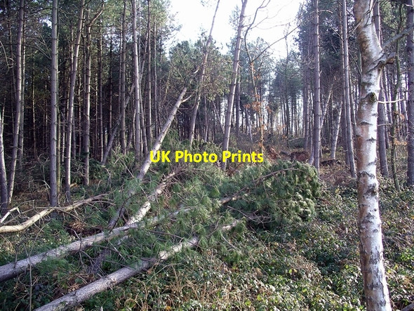 Photo 6"x4" Storm damage, Sherwood Pines, 2 Kings Clipstone c2007