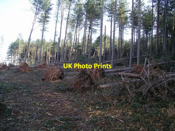 Photo 6"x4" Storm damage, Sherwood Pines, 3 Kings Clipstone c2007