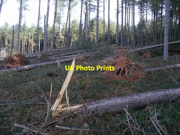 Photo 6"x4" Storm damage, Sherwood Pines, 4 Kings Clipstone c2007