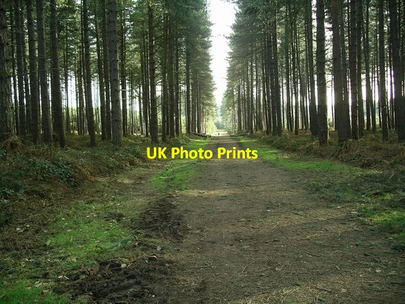 Photo 6"x4" Sherwood Pines Forest Park Kings Clipstone c2007