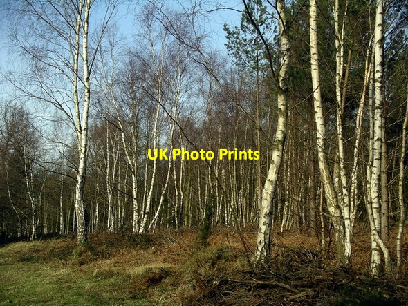Photo 6"x4" Silver Birches, Sherwood Pines Lidgett c2007