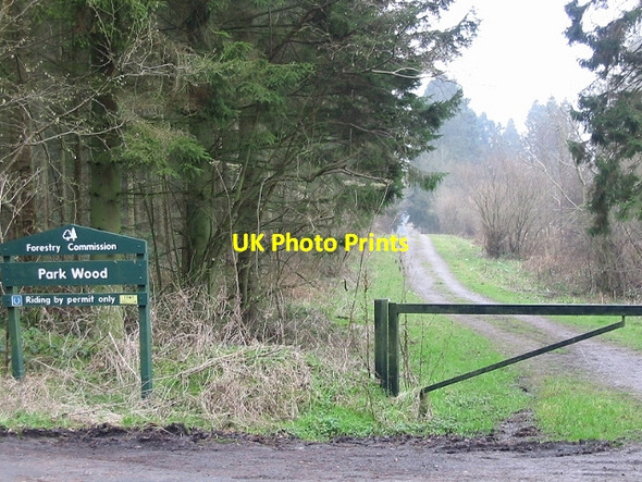 Photo 6"x4" Woodland track, Park Wood Mockbeggar\/TR1443 c2007