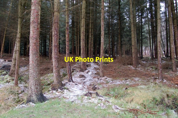 Photo 6"x4" Bin Forest Huntly c2007