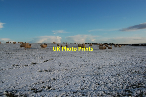 Photo 6"x4" Sheep at Rennieshill Newmachar c2007