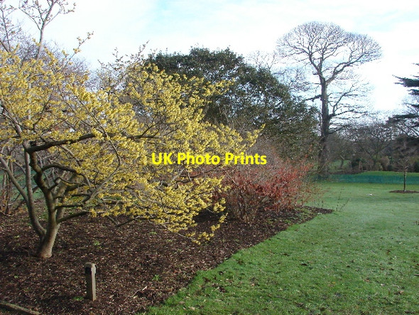 Photo 6"x4" Witch hazel, Kew Gardens Brentford c2007