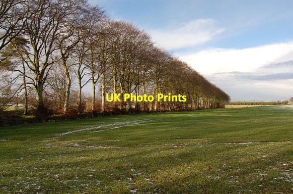 Photo 6"x4" Trees at Middlemuir Belhelvie c2007