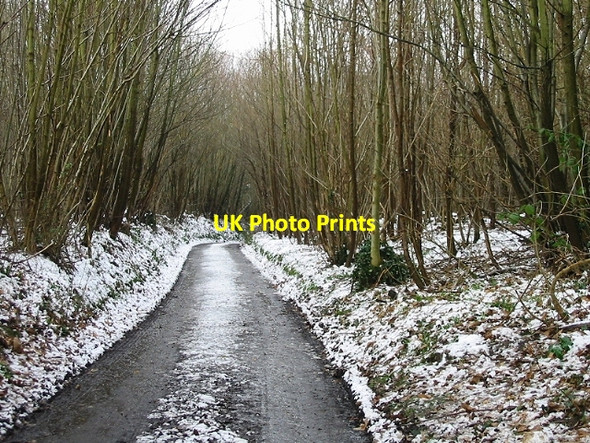 Photo 6"x4" Road through the woods to Puckstone farms Stodmarsh c2007