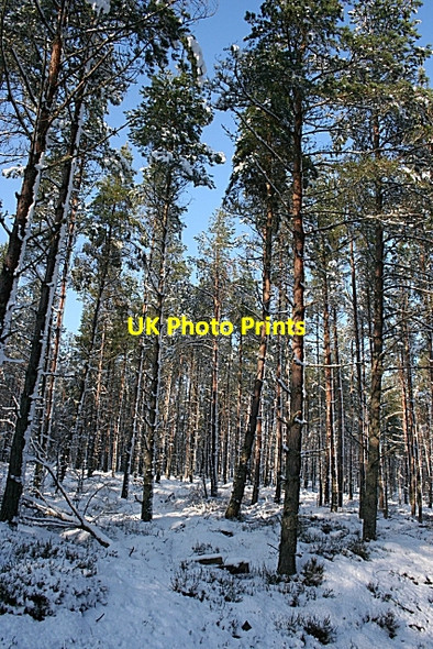Photo 6"x4" Woods of Knockmore Mulben c2007